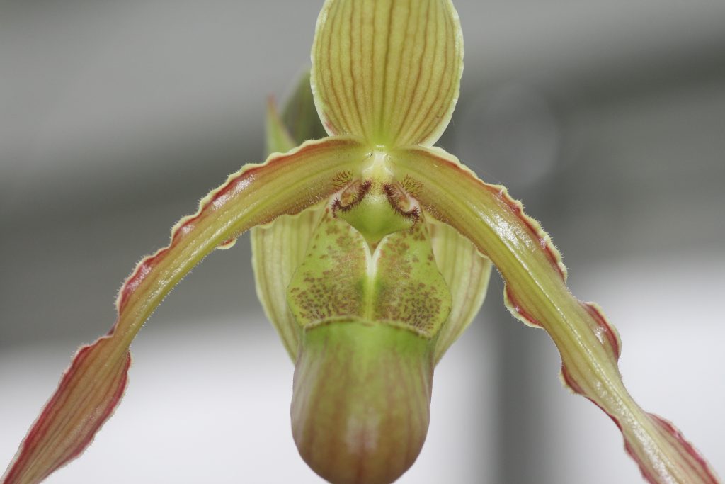 phragmipedium-patti-machale-green-gem-00404sargentianum-x-pearcei-4