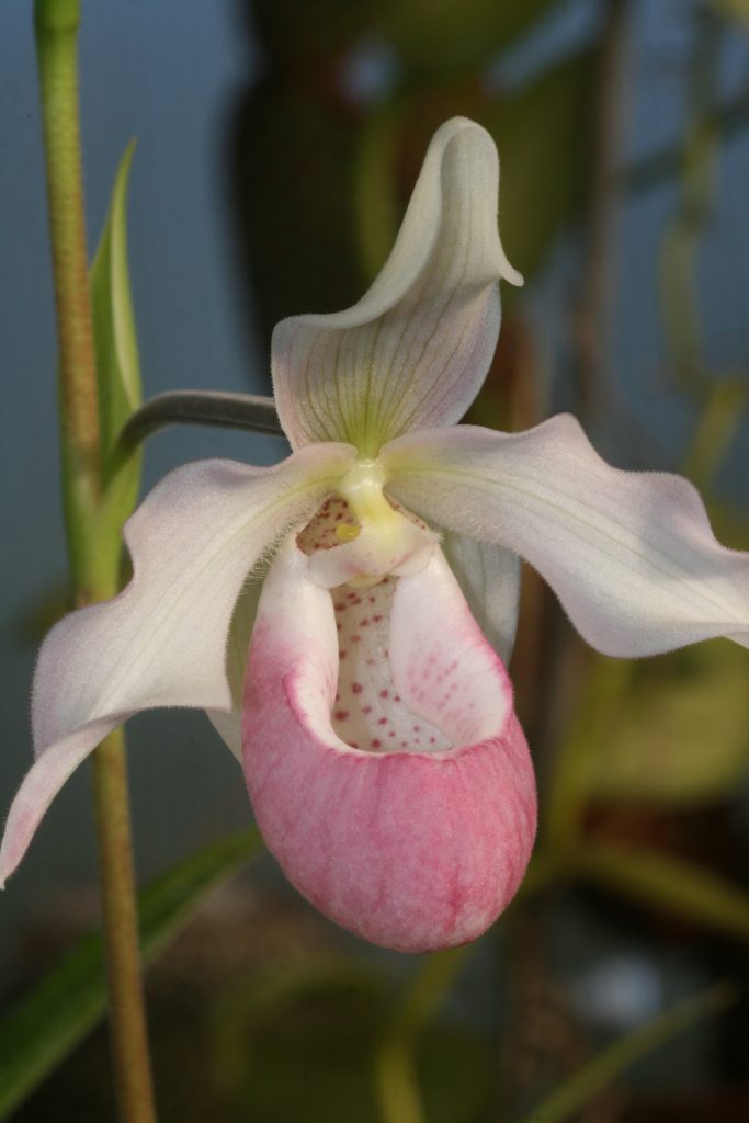 phragmipedium-sendenii-pink-blush-1