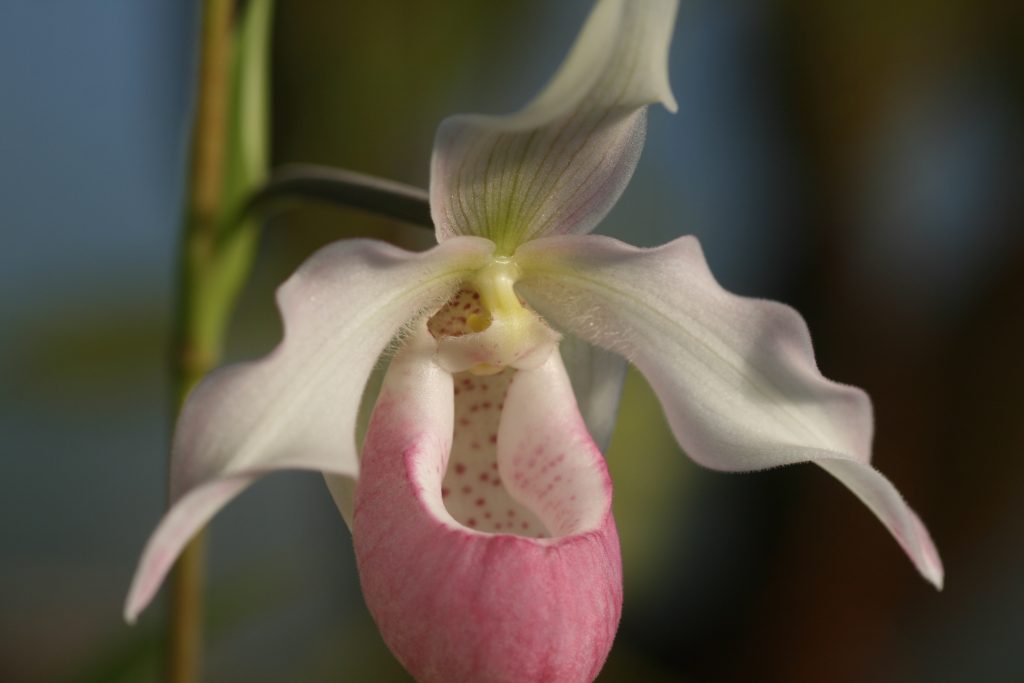 phragmipedium-sendenii-pink-blush-2