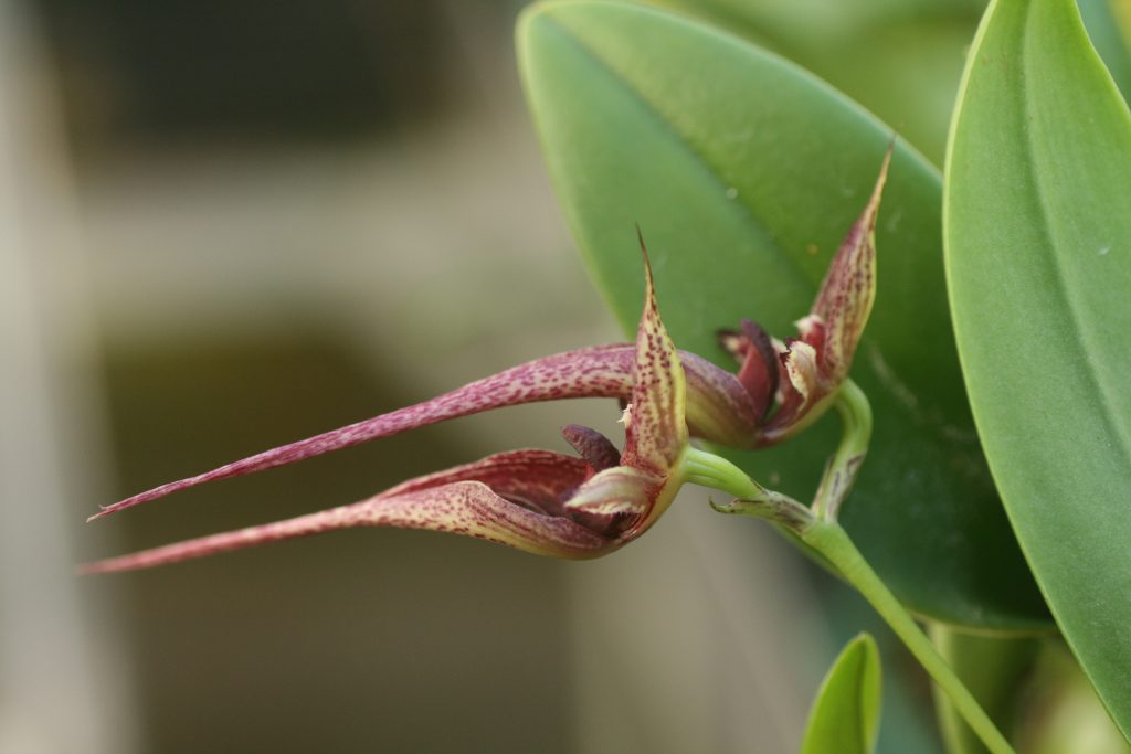 bulbophyllum-hans-delight-2