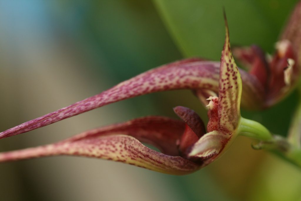 bulbophyllum-hans-delight-3