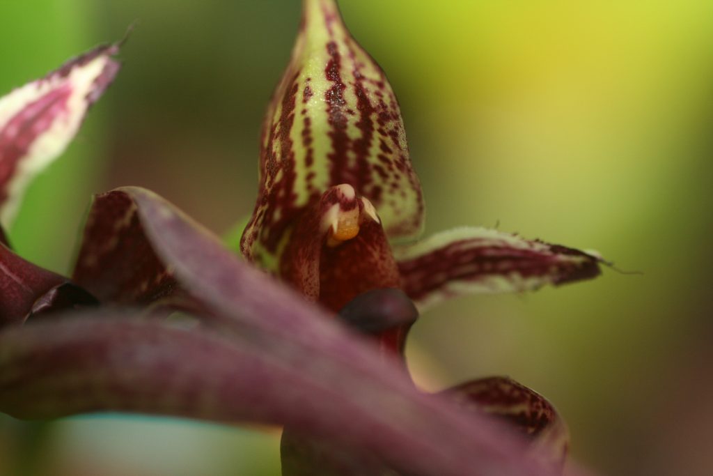 bulbophyllum-hans-delight-6