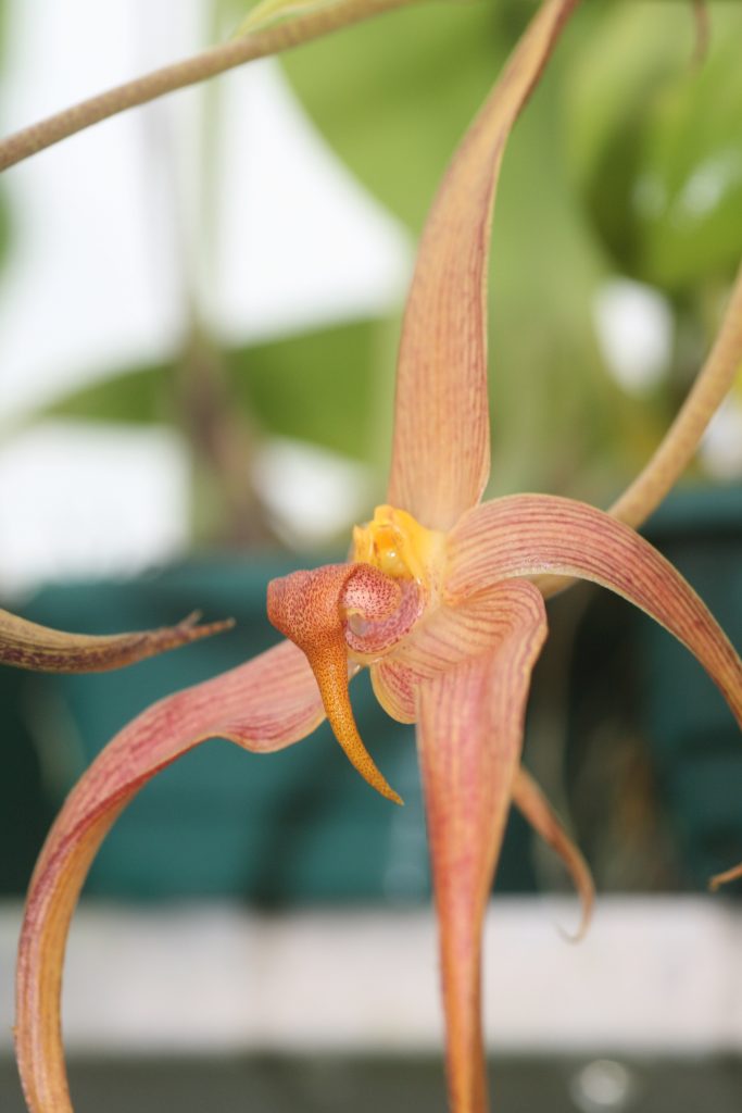 bulbophyllum-jersey-2