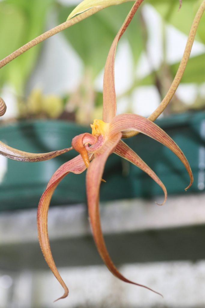 bulbophyllum-jersey-3