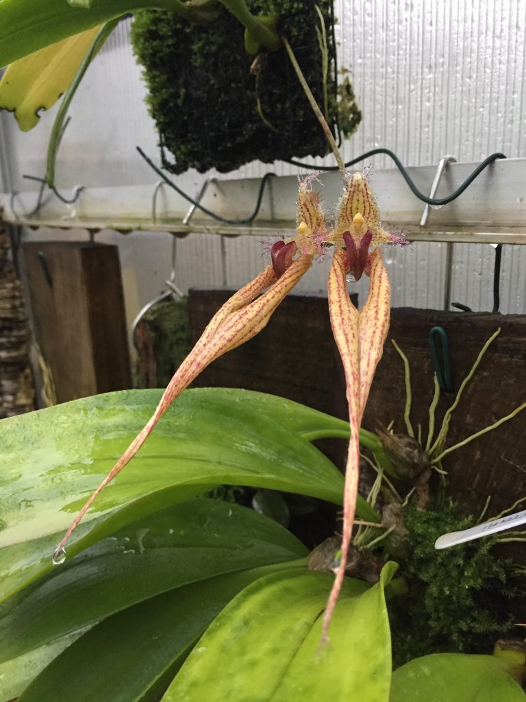 bulbophyllum-lovely-elizabeth-1