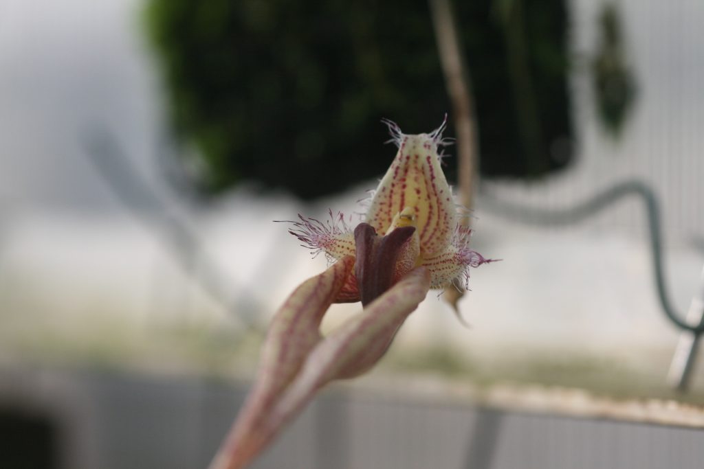 bulbophyllum-lovely-elizabeth-3