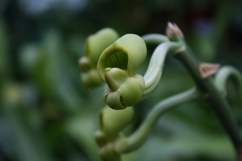 catasetum-schunkei-2
