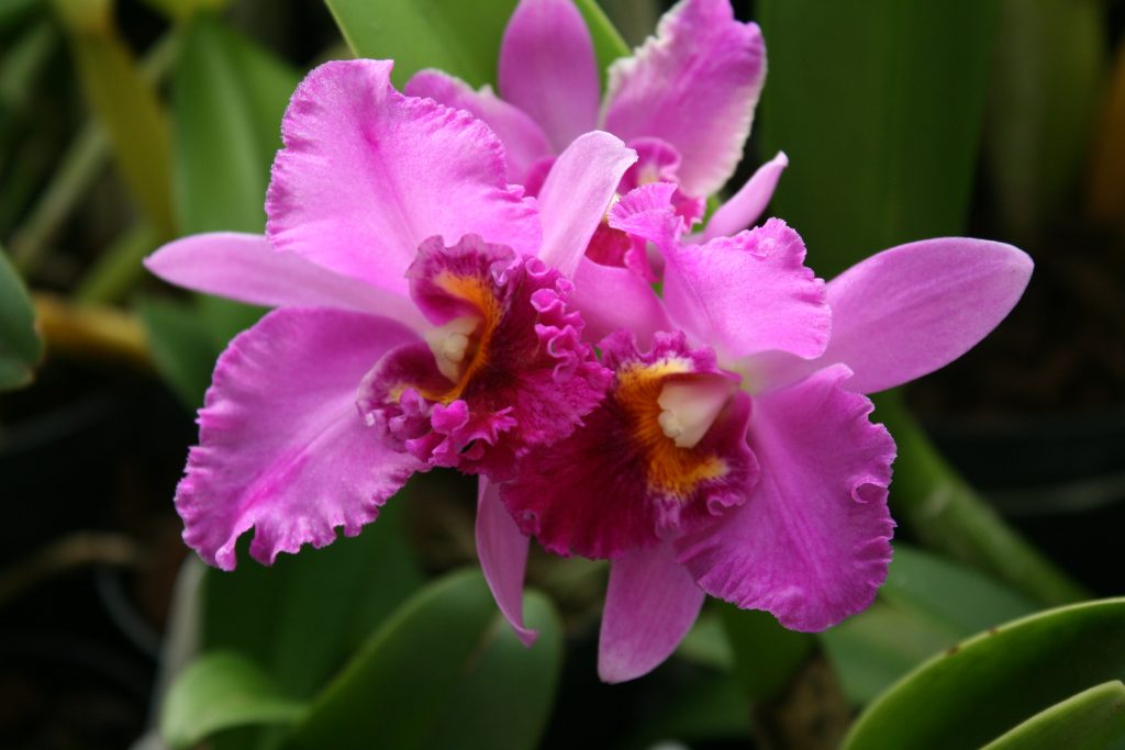 cattleya-tim-treasure-x-pot-chatoyant-1