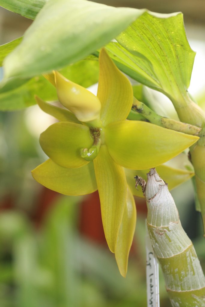 cycnoches-loddigesii-x-herrenhusanum-1