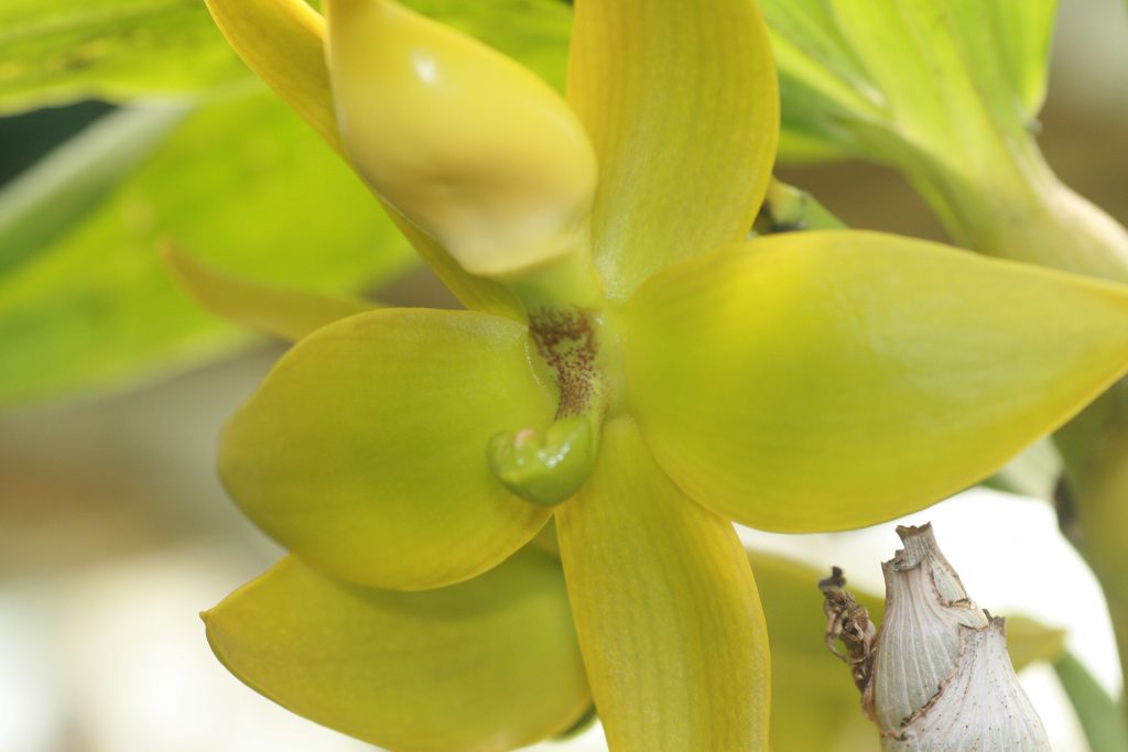 cycnoches-loddigesii-x-herrenhusanum-3