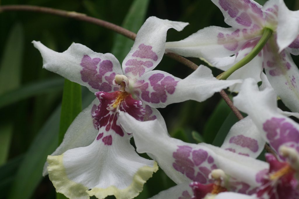 oncidium-beallara-tahoma-glacier-2