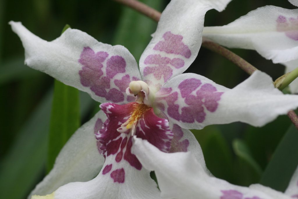 oncidium-beallara-tahoma-glacier-3