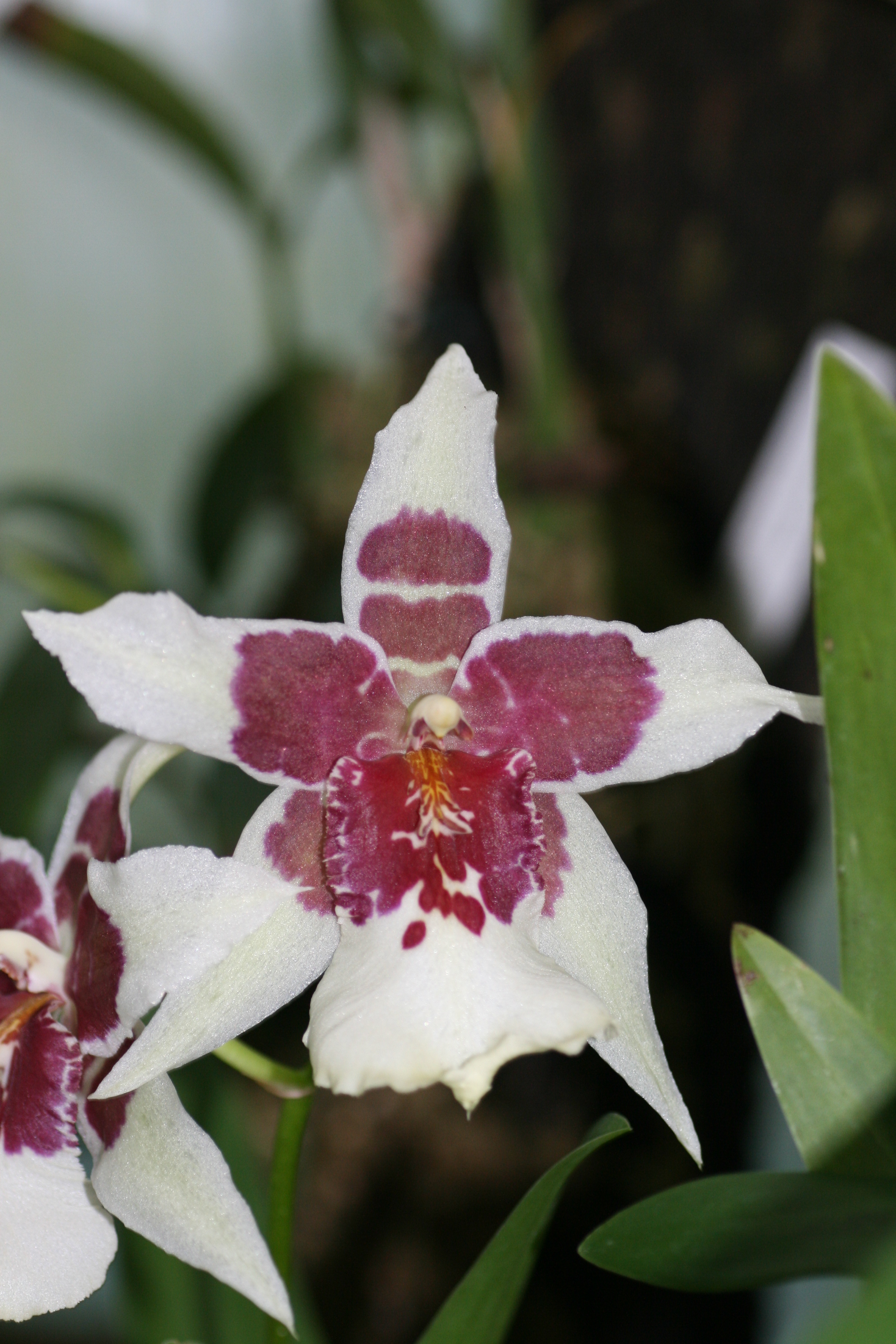 Beallara deals