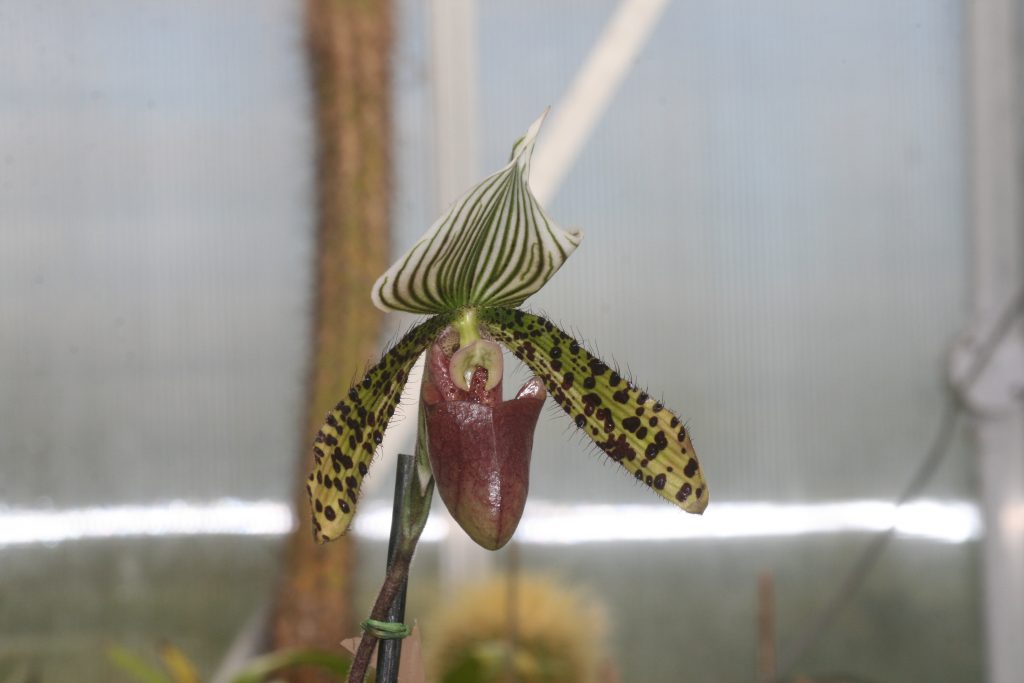 paphiopedilum-lawrenceanum-x-sukhakulii-1