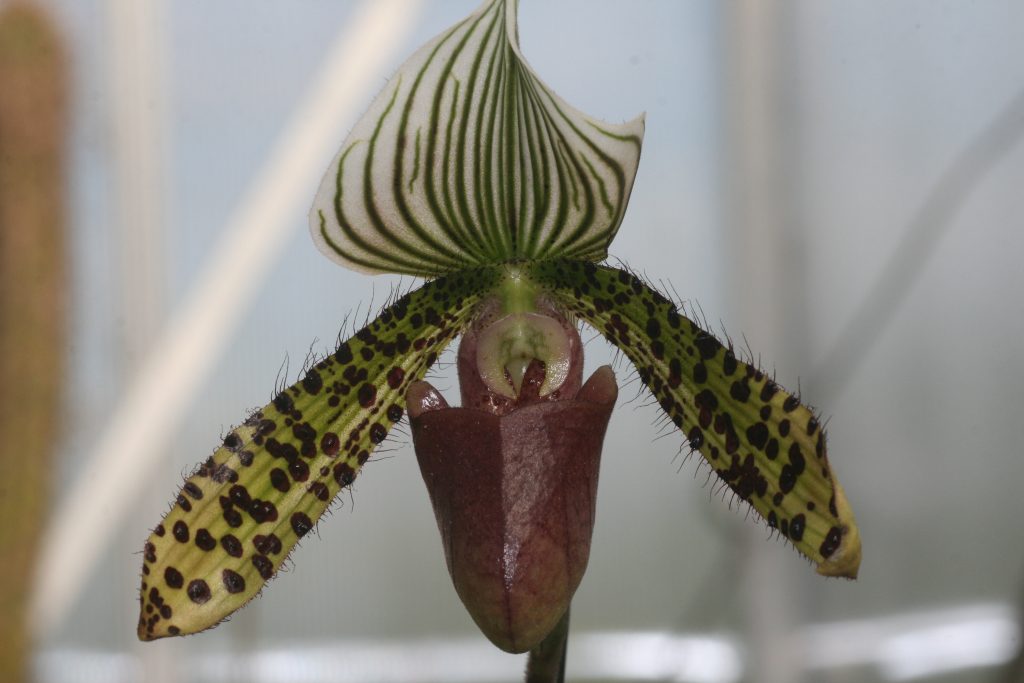 paphiopedilum-lawrenceanum-x-sukhakulii-2