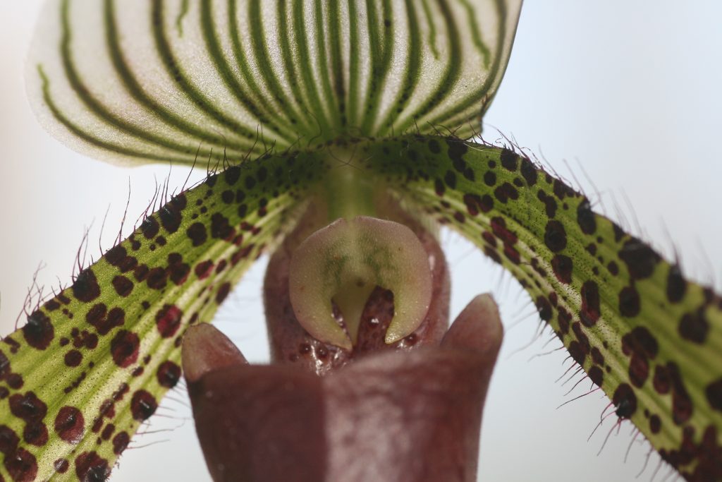 paphiopedilum-lawrenceanum-x-sukhakulii-4