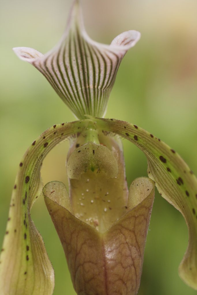 paphiopedilum-tonsum-2