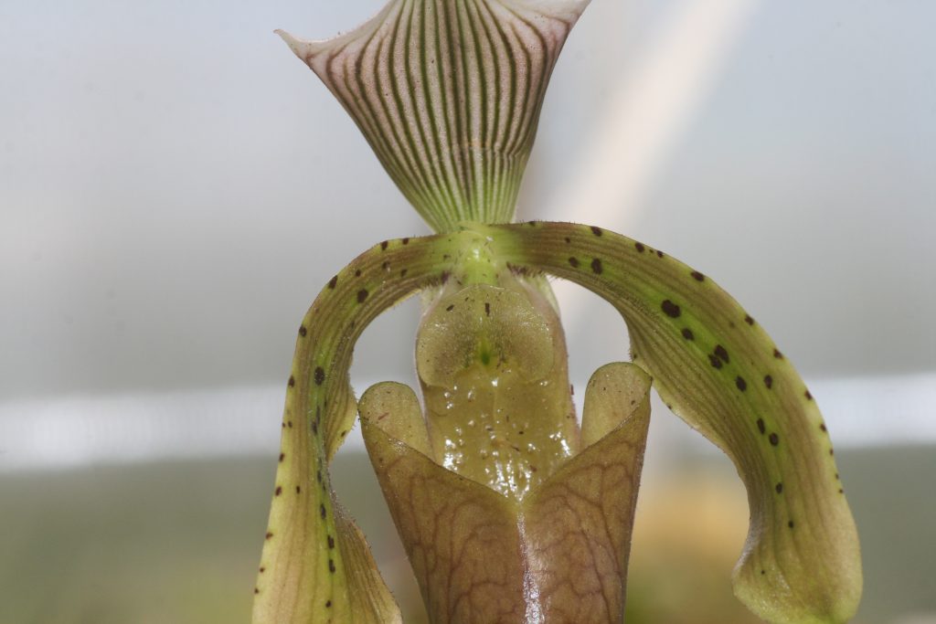 paphiopedilum-tonsum-3