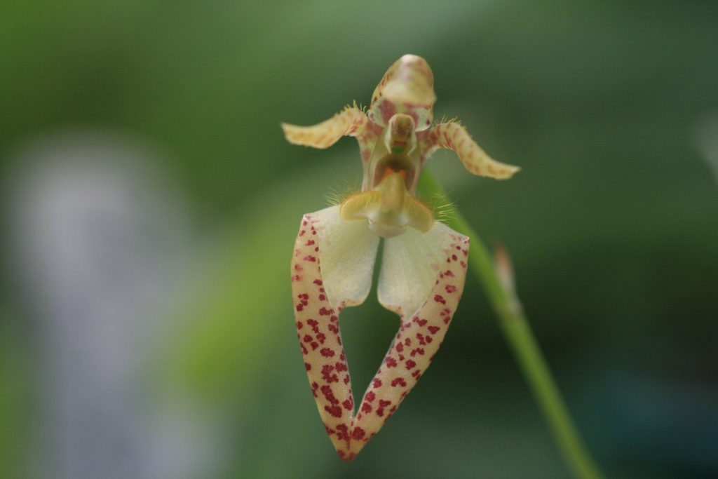 bulbophyllum-brevicapum-var-alba-1