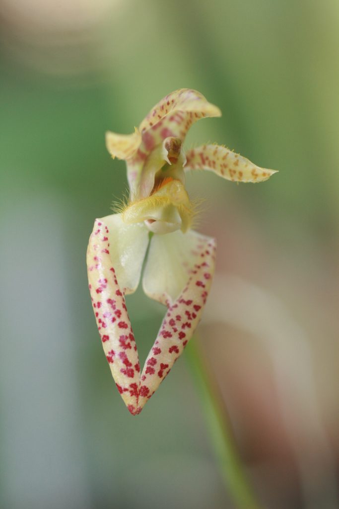 bulbophyllum-brevicapum-var-alba-3