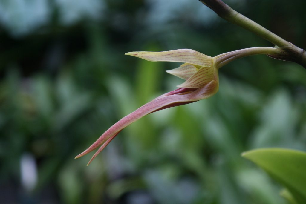 bulbophyllum-klabatense-2