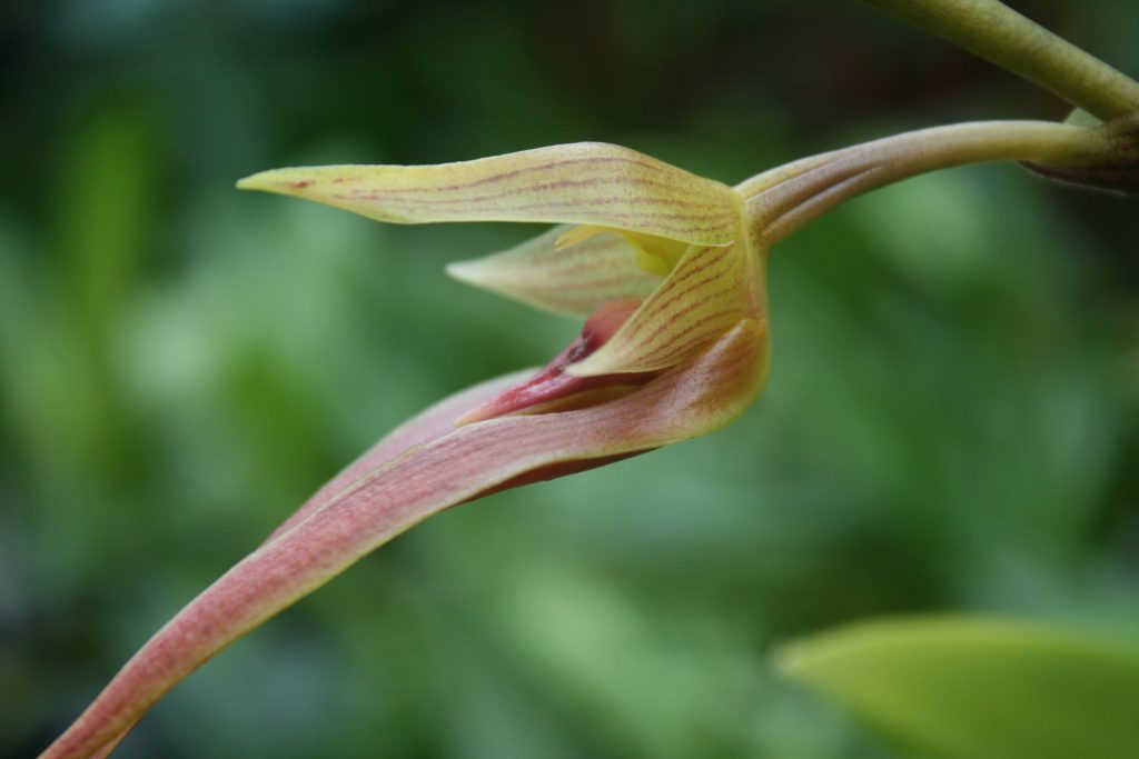 bulbophyllum-klabatense-5