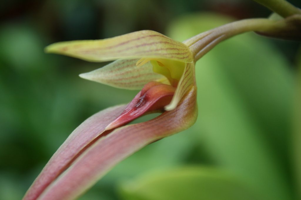 bulbophyllum-klabatense-6