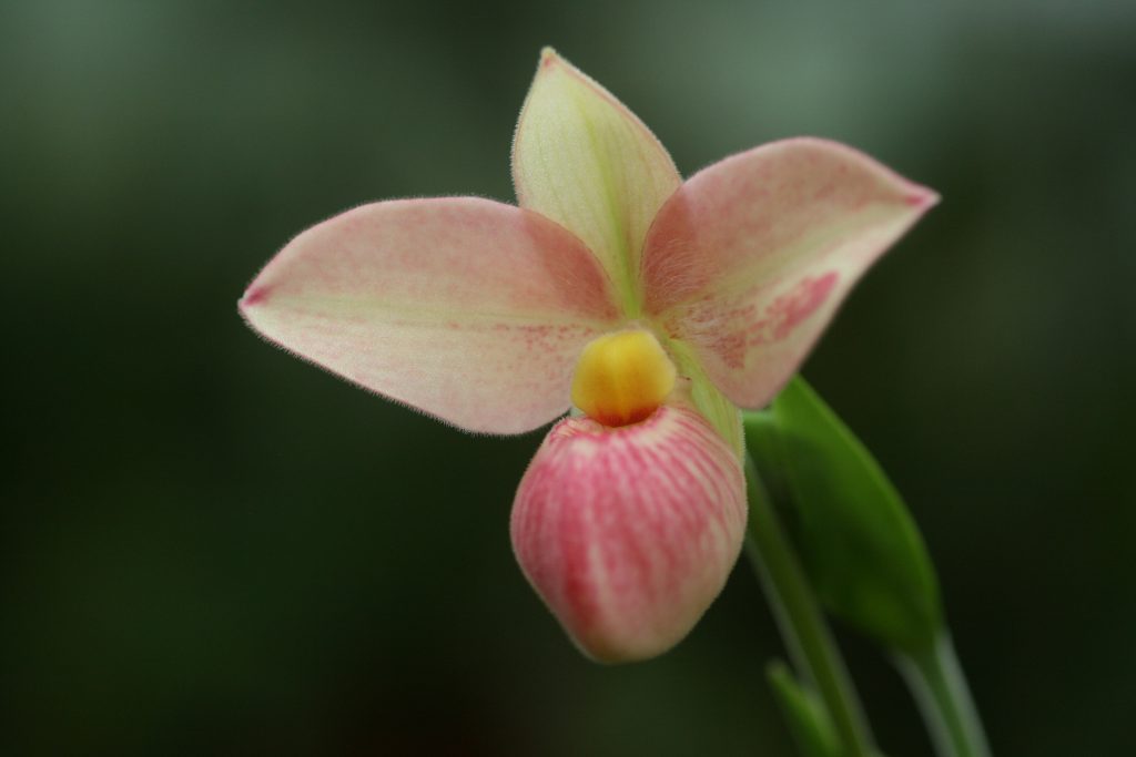 phragmipedium-hanne-poppow-schlimii-x-besseae-1