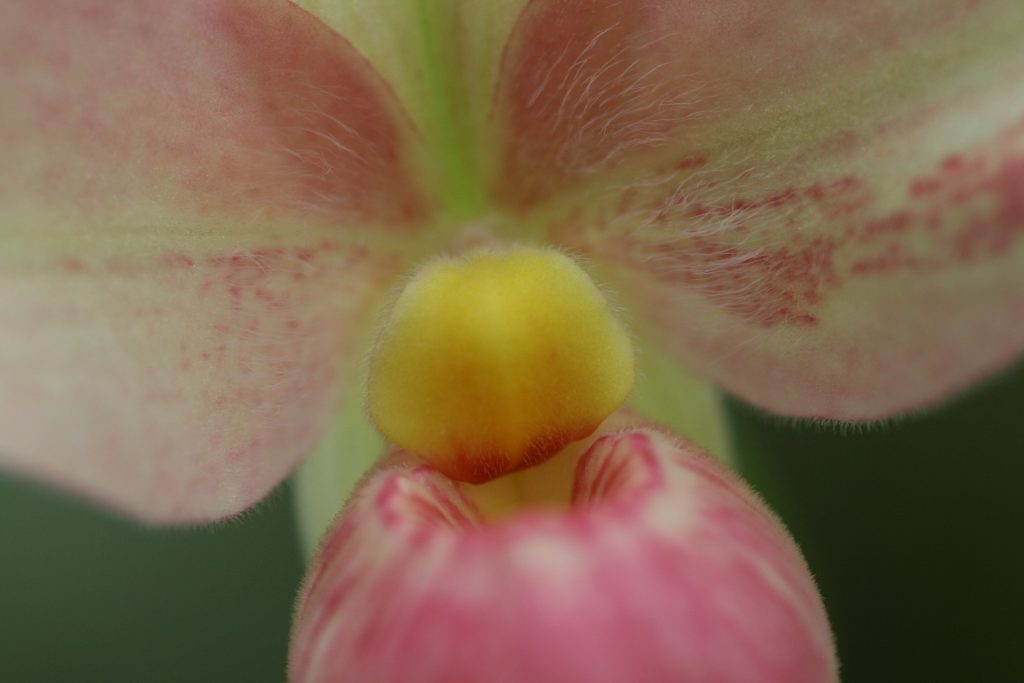 phragmipedium-hanne-poppow-schlimii-x-besseae-3