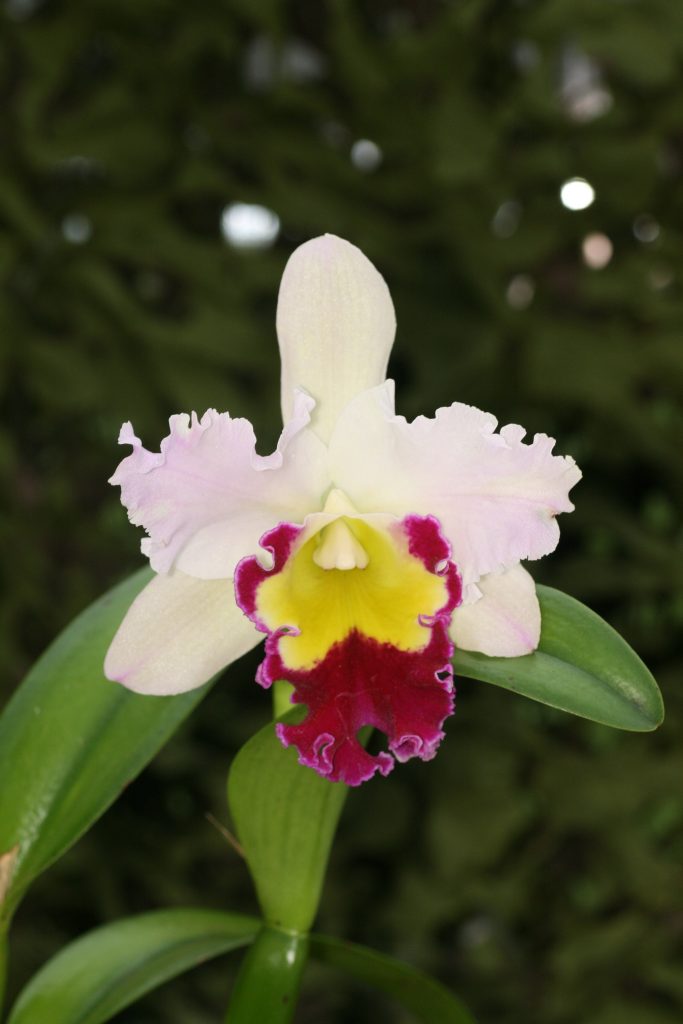 Blc Beauty Girl 'C U Kova' (Blc Port Green x Blc Chian Tzy Lass) 2