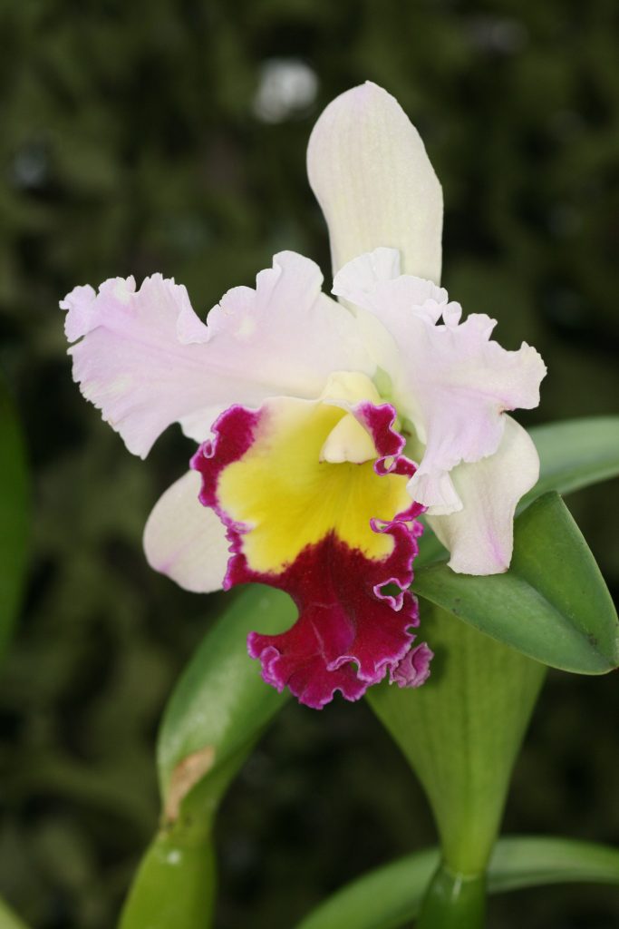 Blc Beauty Girl 'C U Kova' (Blc Port Green x Blc Chian Tzy Lass) 3