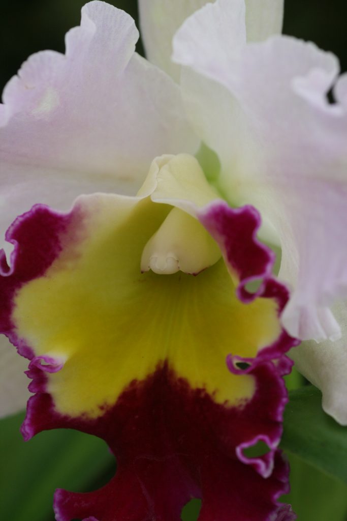 Blc Beauty Girl 'C U Kova' (Blc Port Green x Blc Chian Tzy Lass) 8