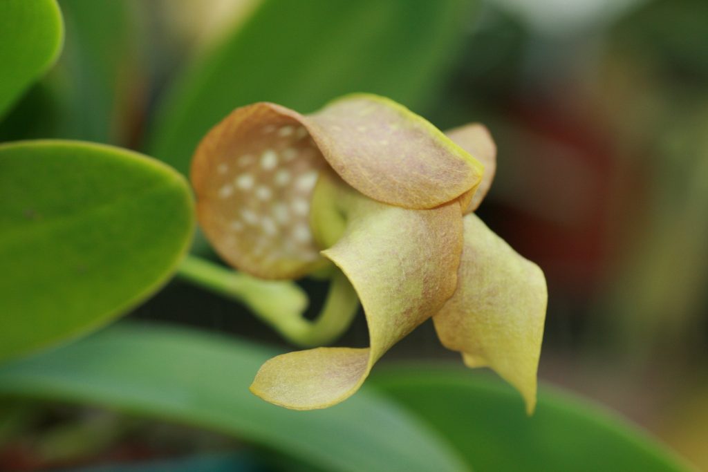 bulbophyllum-grandiflorum-2