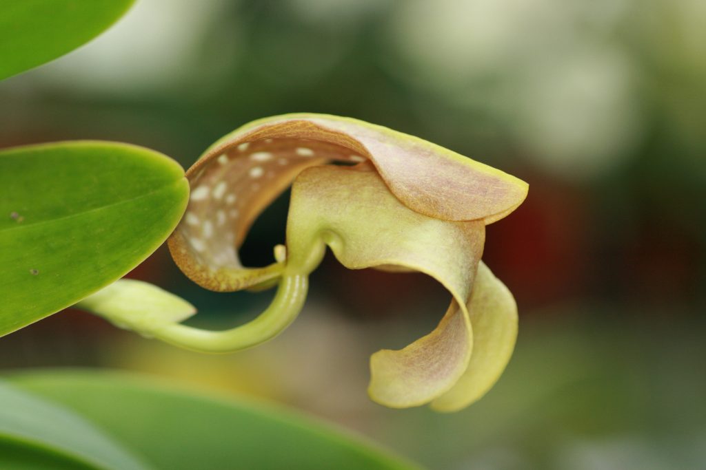 bulbophyllum-grandiflorum-3