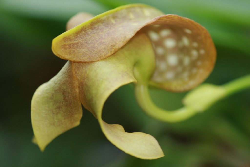 bulbophyllum-grandiflorum-5