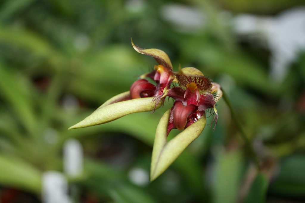 bulbophyllum-pingtungensis-1