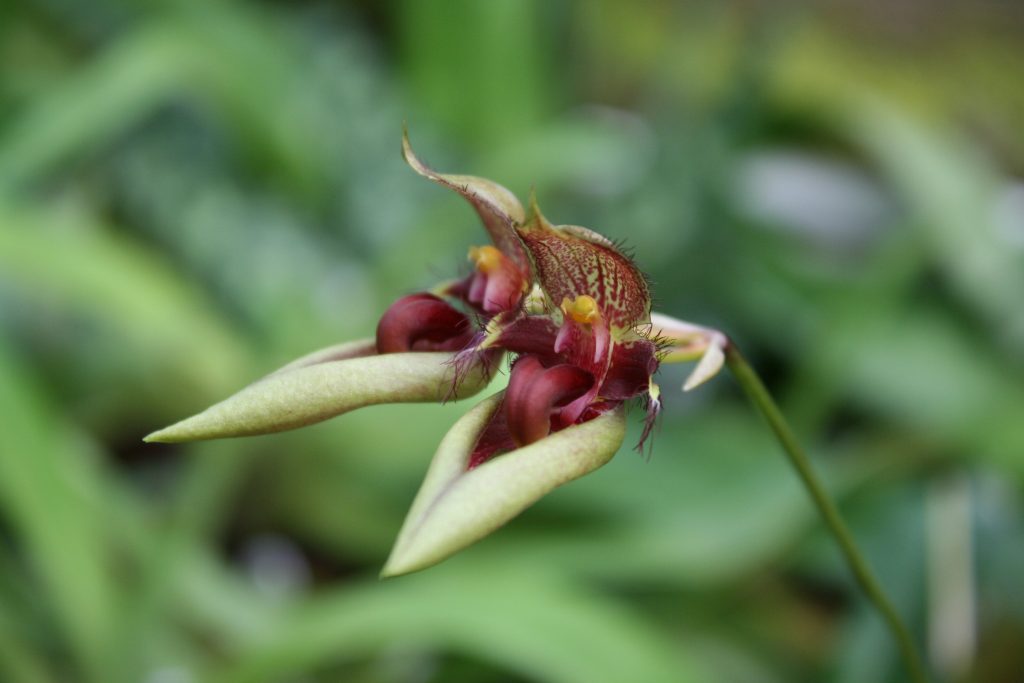 bulbophyllum-pingtungensis-2