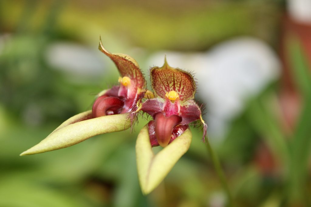 bulbophyllum-pingtungensis-3
