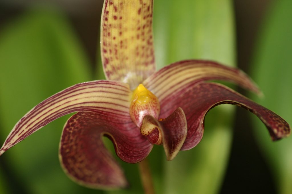 Bulbophyllum dearei x lobbii 4