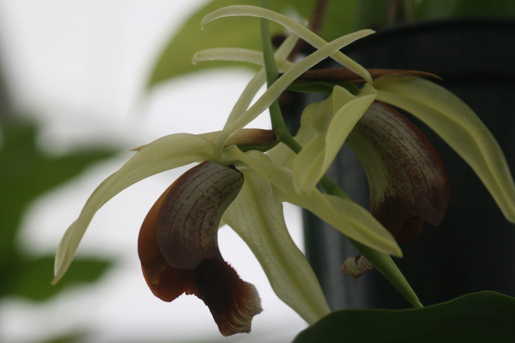 Coelogyne Lyme Bay (Usitana x Speciosa) 2