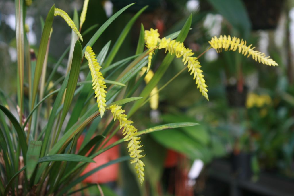 Dendrochilum Javieri 1