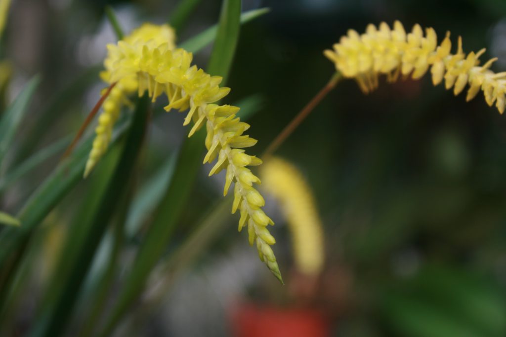 Dendrochilum Javieri 2