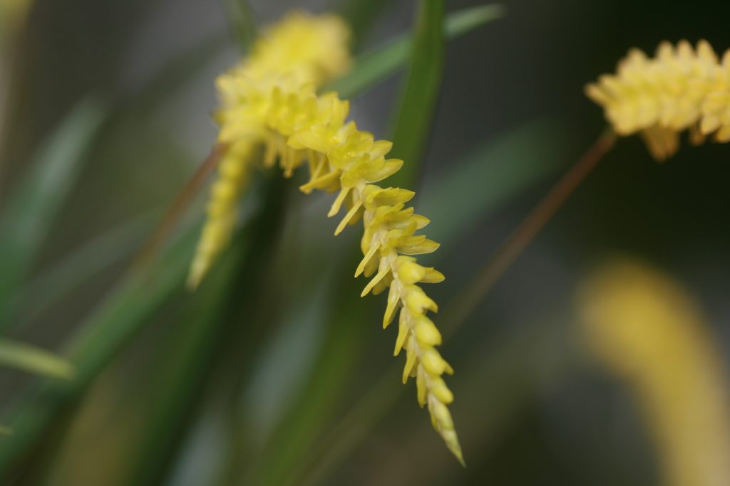 Dendrochilum Javieri 3