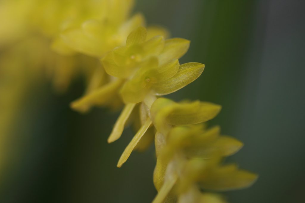 Dendrochilum Javieri 5