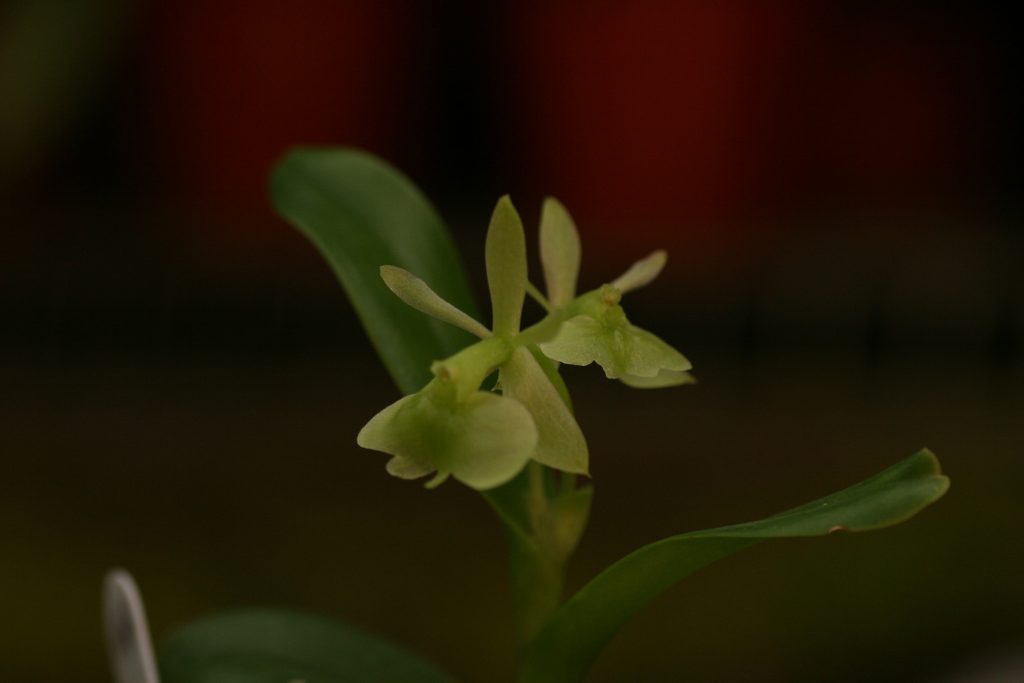 epidendrum-difforme-1