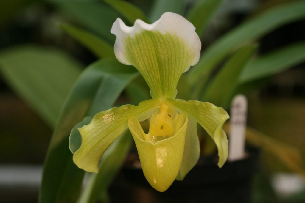 paphiopedilum-insigne-var-sanderae-1