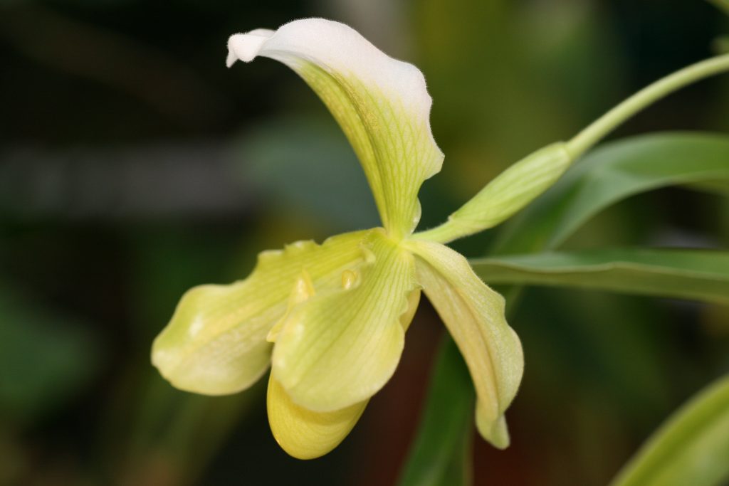 paphiopedilum-insigne-var-sanderae-3