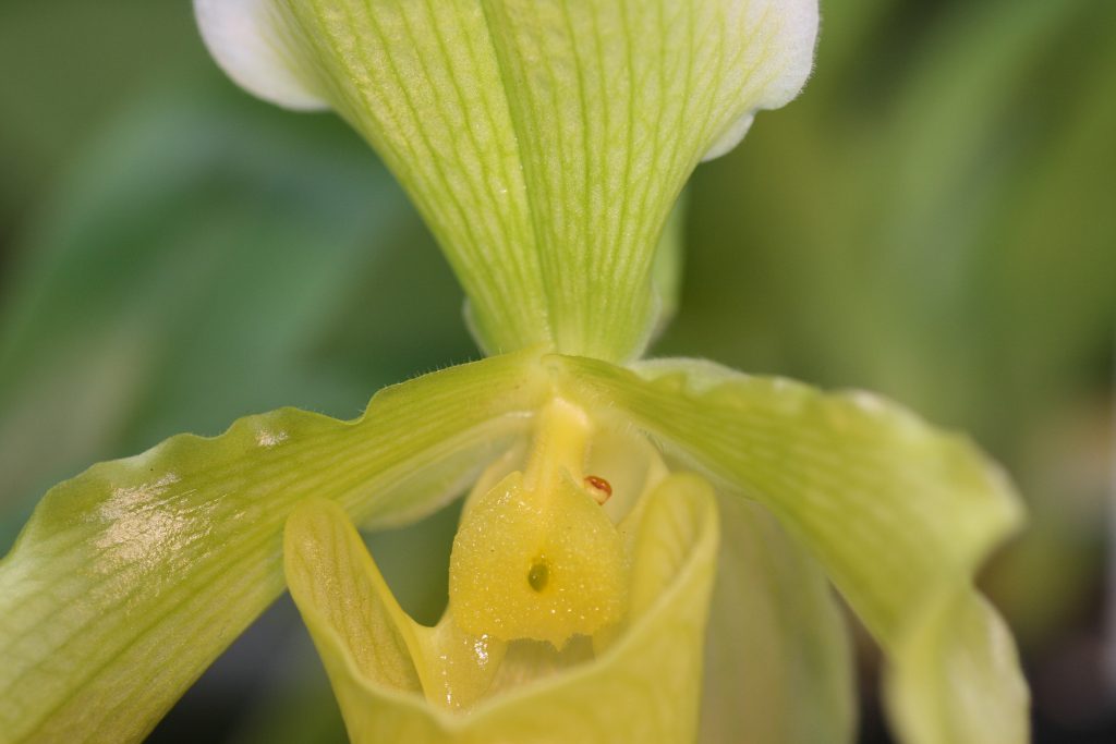 paphiopedilum-insigne-var-sanderae-4