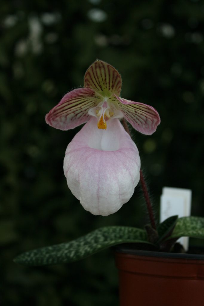 Paphiopedilum micranthum 1 (BN)