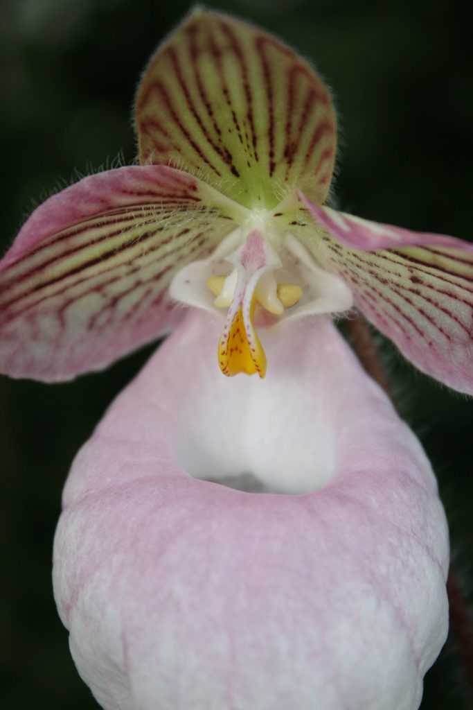 Paphiopedilum micranthum 3 (BN)